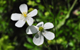 Ranunculus platanifolius