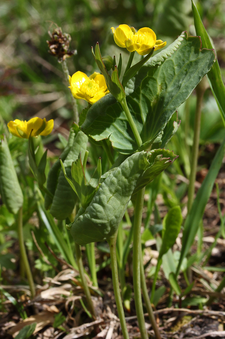 Ranunculus thora portier