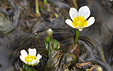 Ranunculus trichophyllus