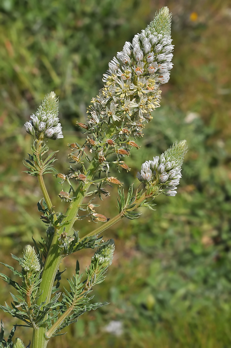 Reseda alba