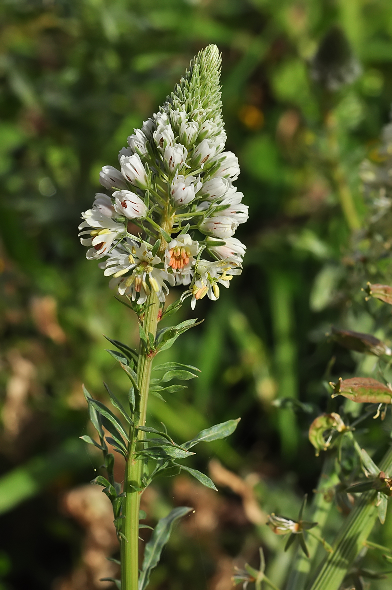 Reseda alba