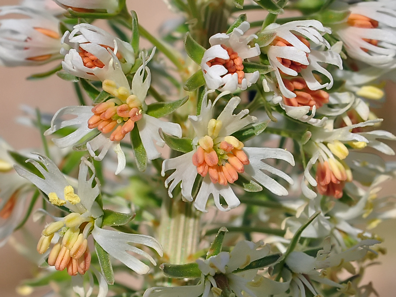 Reseda alba