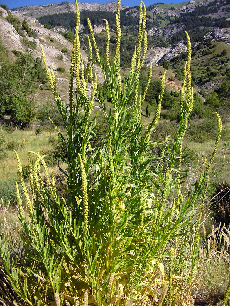 Reseda luteola