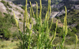 Reseda luteola