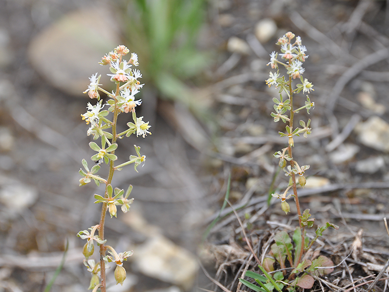 Reseda phyteuma