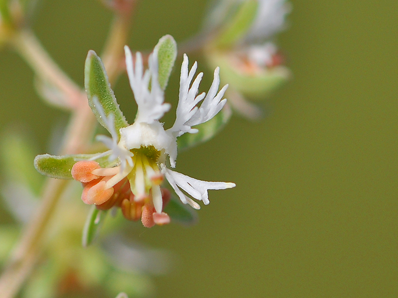 Reseda phyteuma