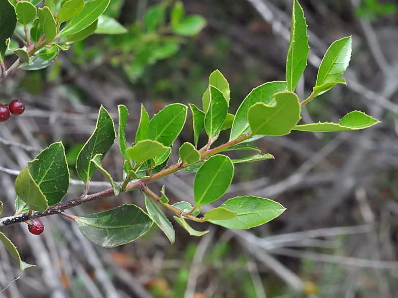 Rhamnus alaternus