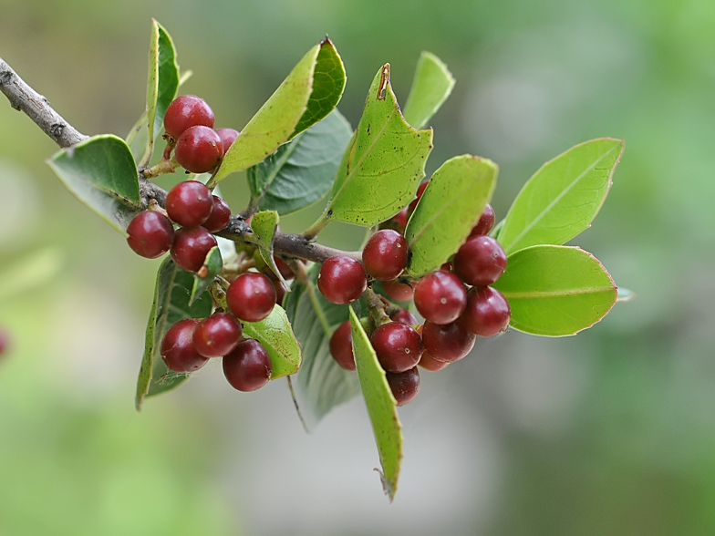 Rhamnus alaternus