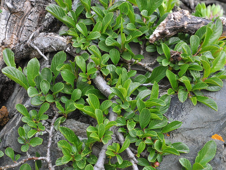 Rhamnus pumila