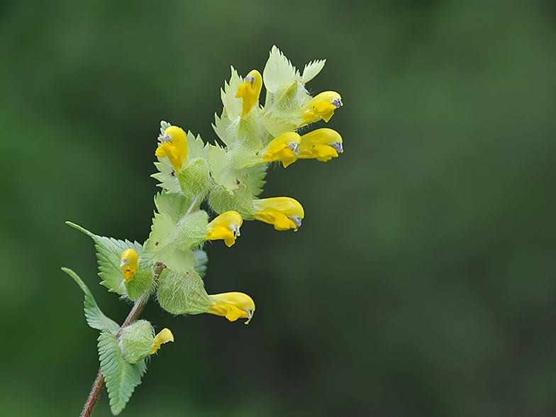 Rhinanthus alectorolophus