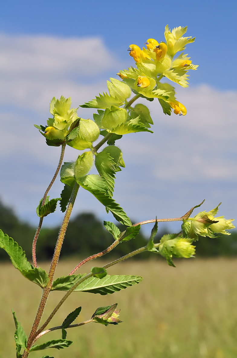 Rhinanthus alectorolophus