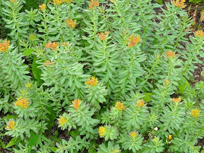 Rhodiola rosea