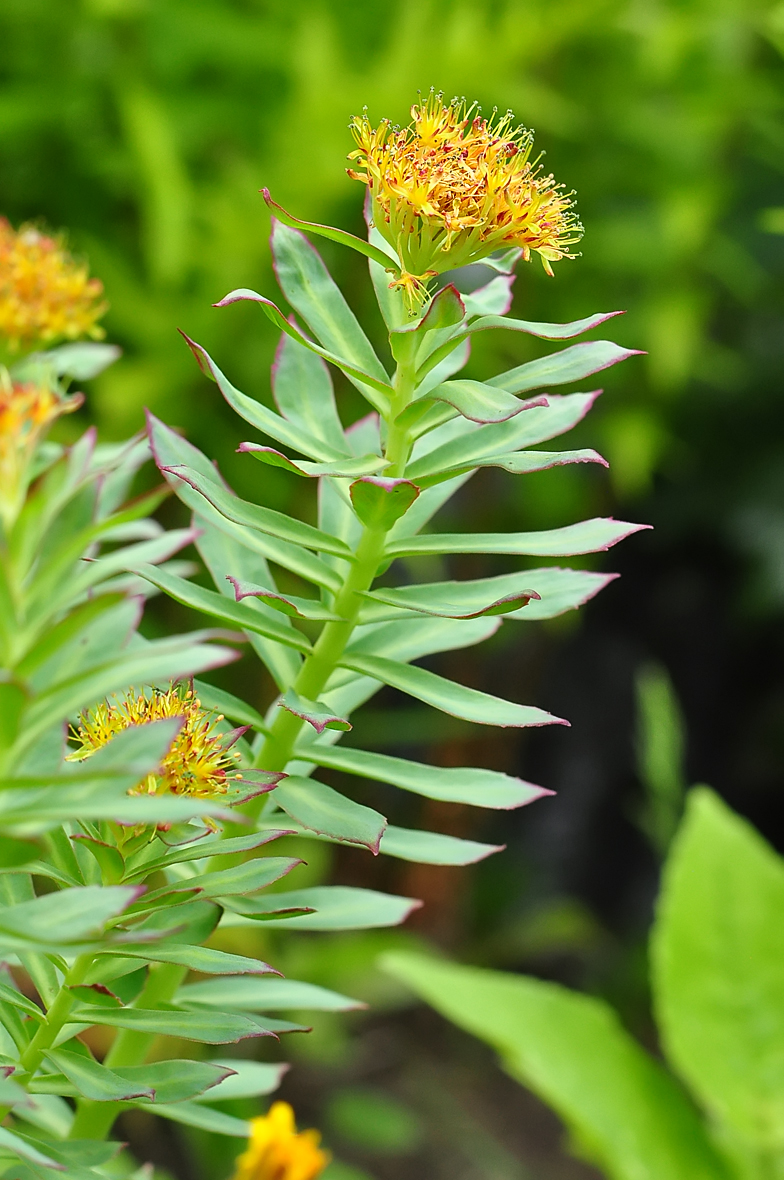 Rhodiola rosea