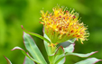 Rhodiola rosea