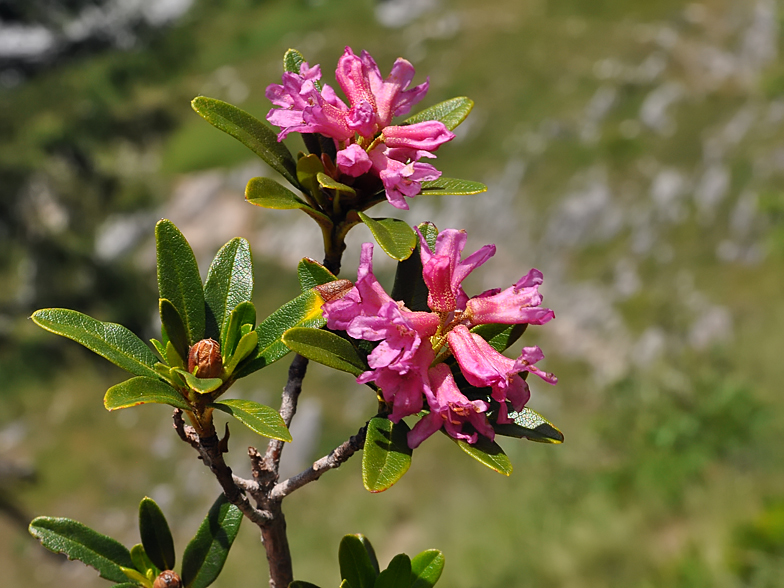 Rhododendron ferrugineum