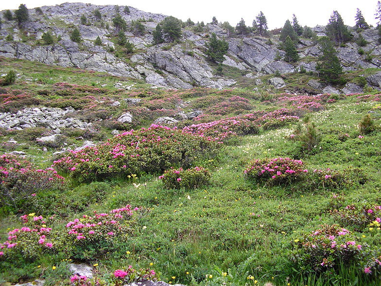 Rhododendron ferrugineum