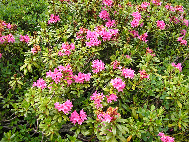 Rhododendron ferrugineum