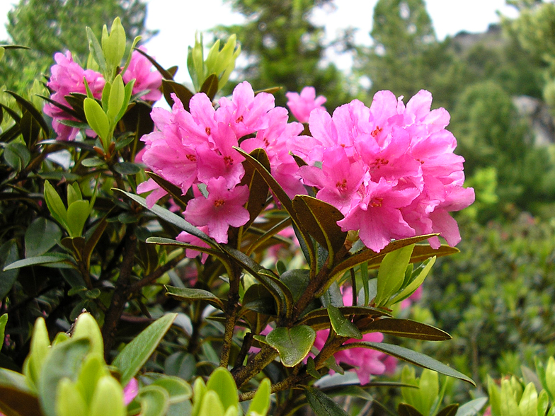 Rhododendron ferrugineum