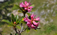 Rhododendron ferrugineum