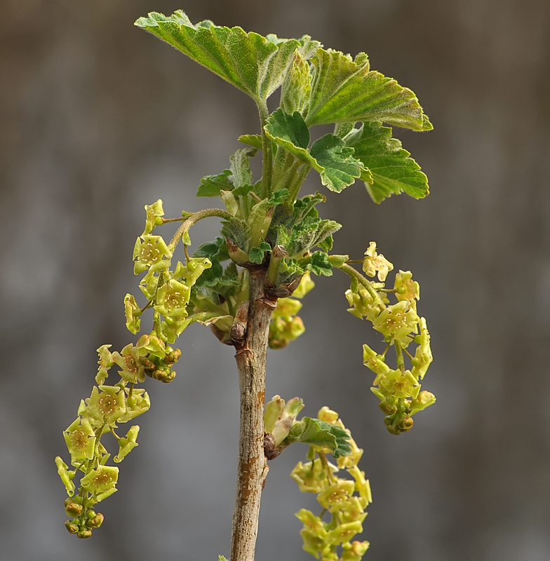 Ribes rubrum