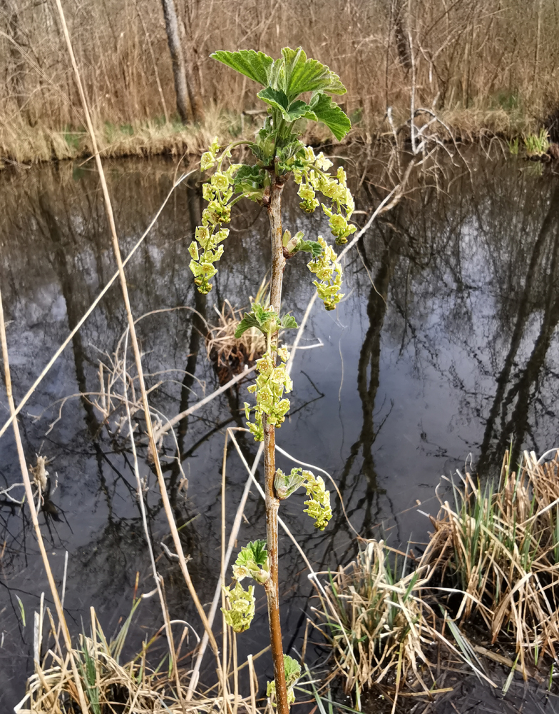 Ribes rubrum