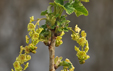 Ribes rubrum