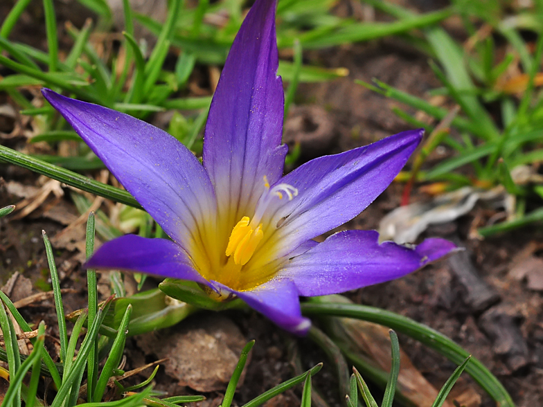 Romulea bulbocodium