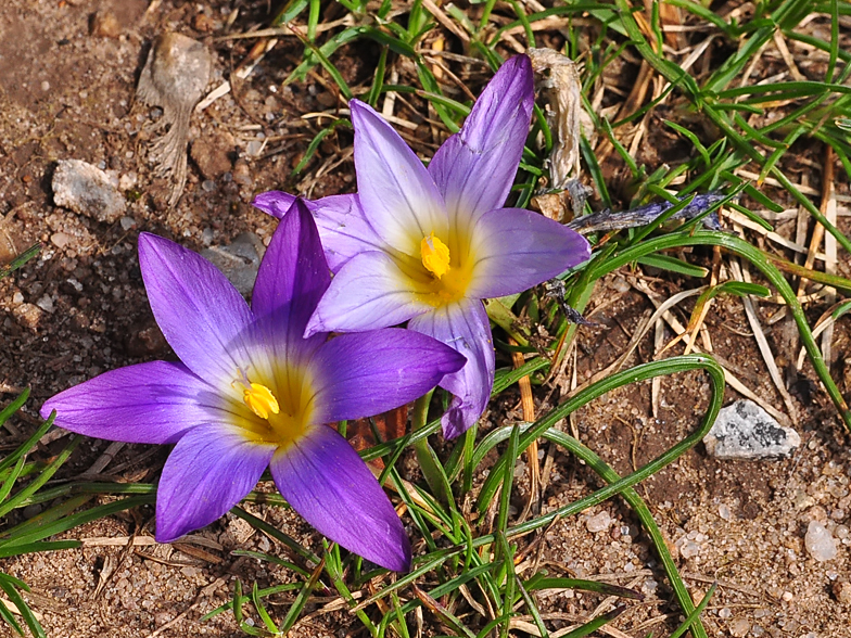 Romulea bulbocodium