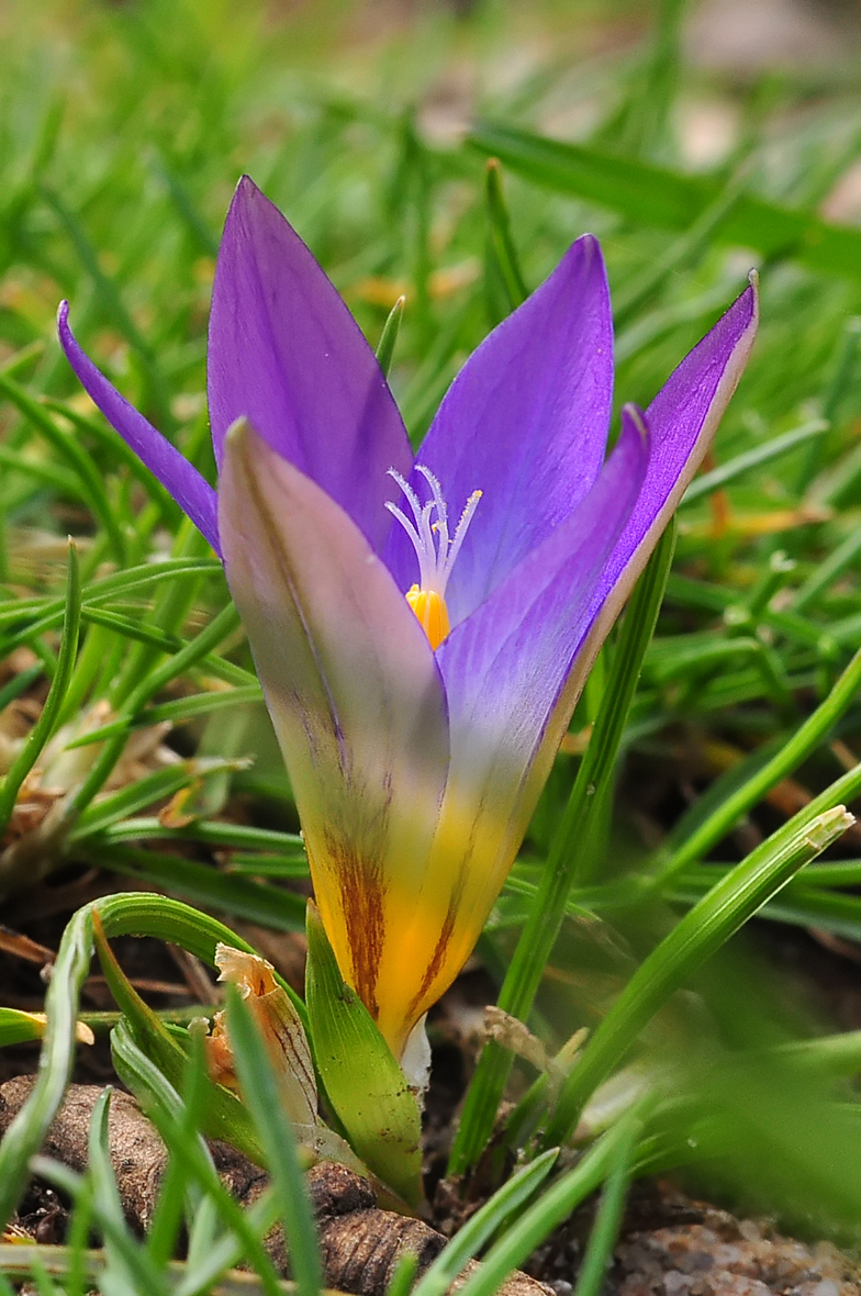 Romulea bulbocodium