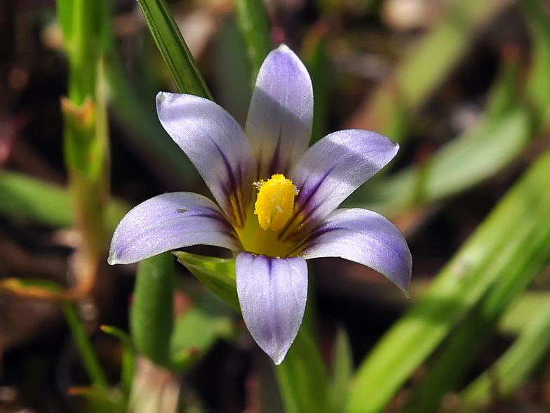 Romulea ramiflora