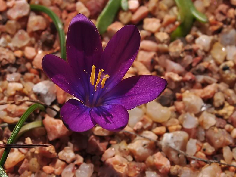 Romulea requienii