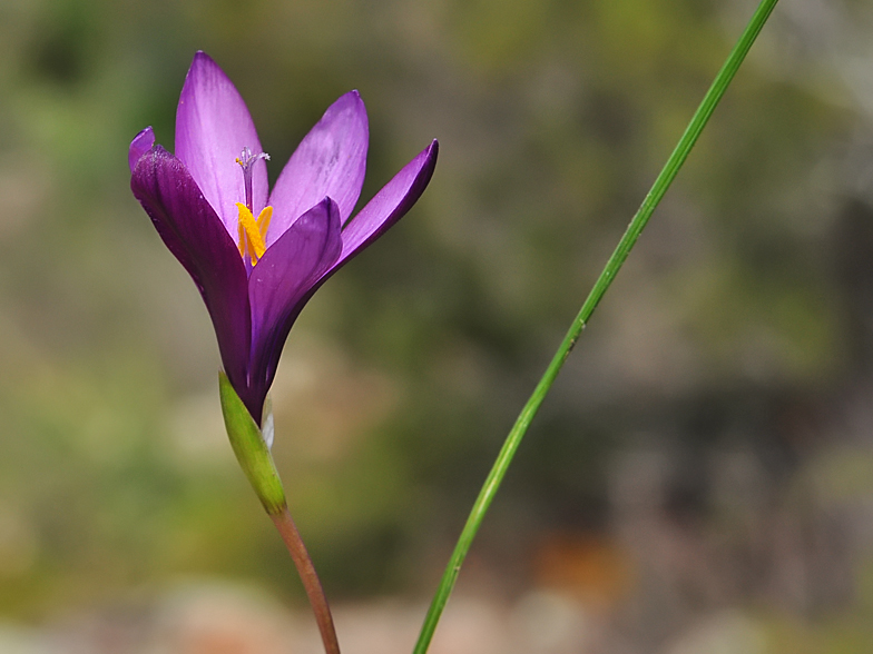 Romulea requienii