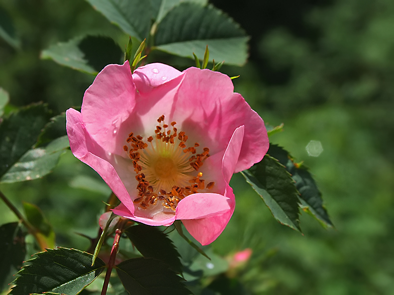 Rosa canina