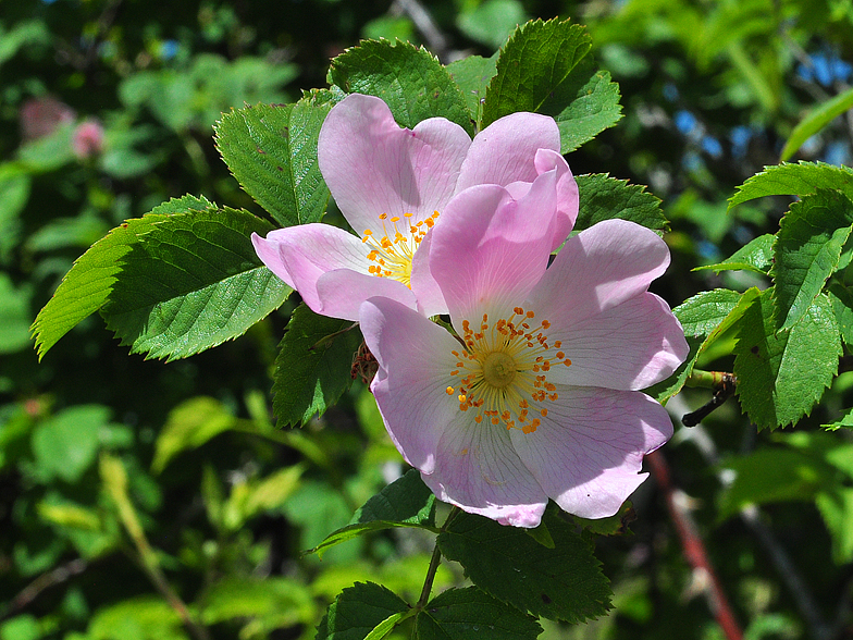 Rosa canina