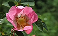 Rosa canina