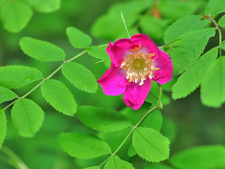 Rosa pendulina