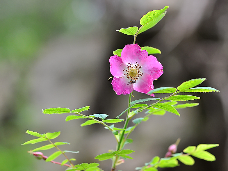 Rosa pendulina