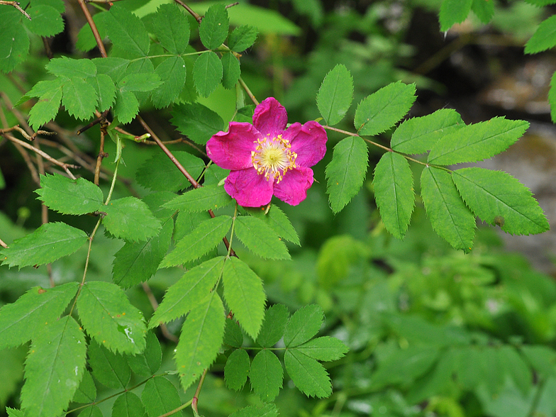 Rosa pendulina