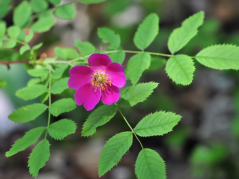 Rosa pendulina