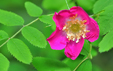 Rosa pendulina