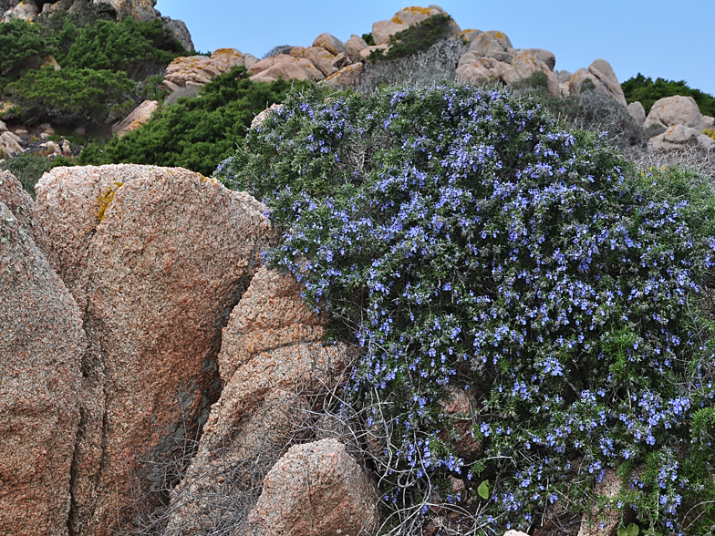 Rosmarinus_officinalis