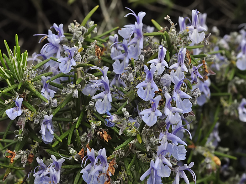 Rosmarinus_officinalis