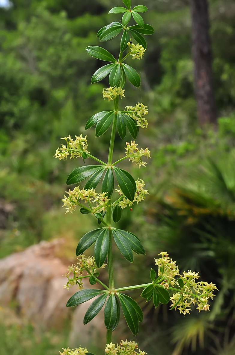 Rubia peregrina