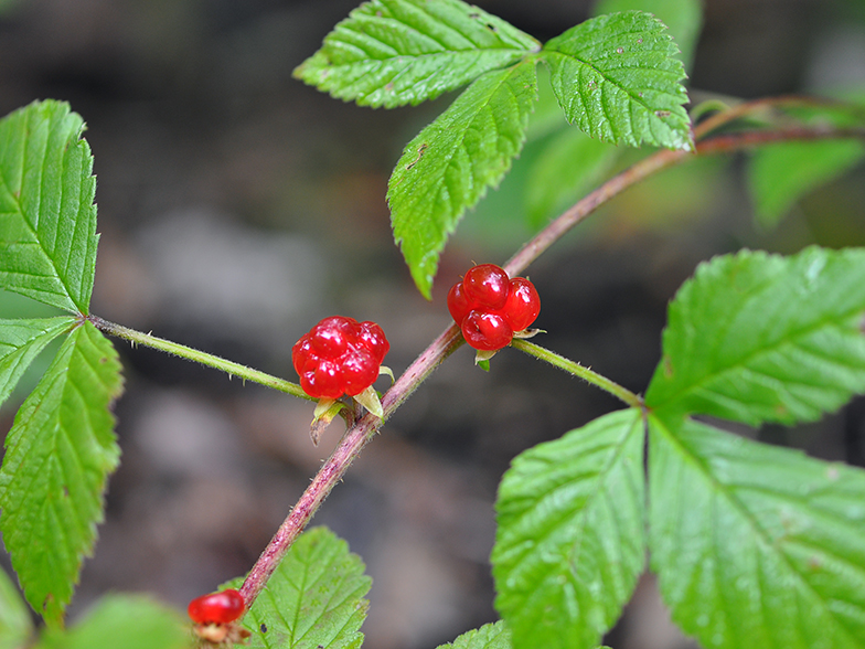 Rubus saxatilis