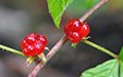 Rubus saxatilis