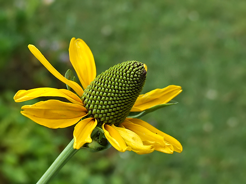 Rudbeckia maxima