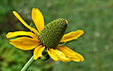 Rudbeckia maxima