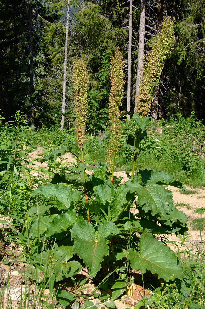 Rumex alpinus