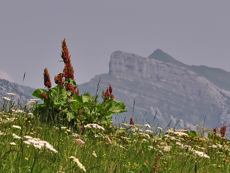 Rumex alpinus