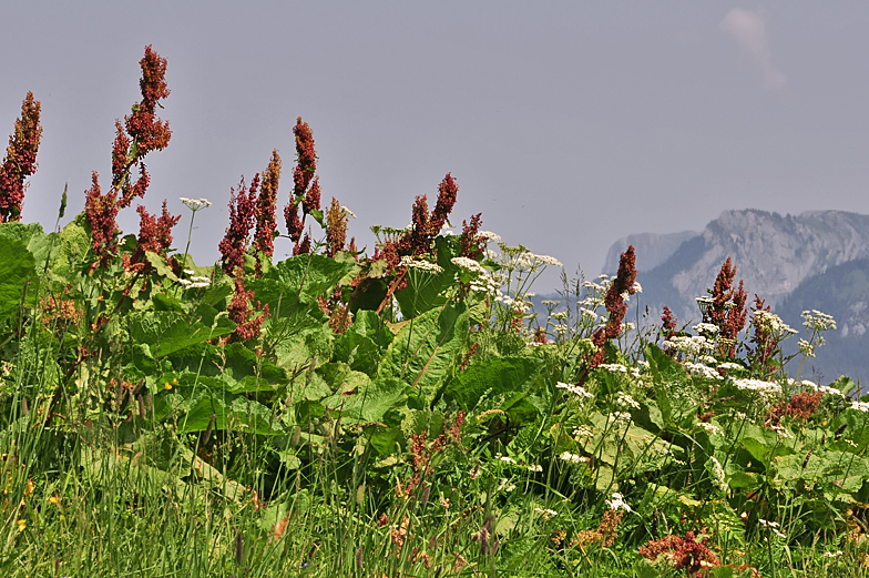 Rumex alpinus